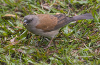 : Passer griseus; Grey-headed Sparrow
