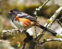 : Pipilo maculatus; Spotted Towhee