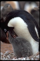 : Pygoscelis adeliae; Adelie Penguin