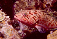 : Epinephelus cruentata; Graysby