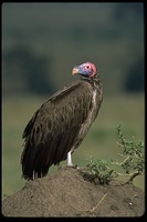 : Torgos tracheliotus tracheliotus; Lappet Faced Vulture (Nubian)