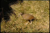 : Tricholimnas sylvestris; Lord Howe Island Woodhen