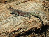 : Agama atra; Southern Rock Agama