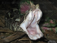 : Bitis nasicornis; Rhinoceros Viper