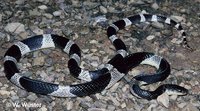 : Bungarus candidus; Malayan Krait