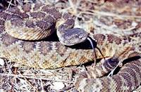 : Crotalus viridis ssp.; Western Rattlesnake