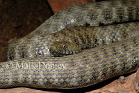 : Natrix tesselata; Diced Snake