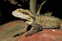 : Physignatus leseeuri; Australian Water Agama