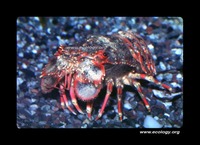 : Arctides regalis; Red-band Slipper Lobster