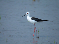 장다리물떼새 Himantopus himantopus | black-winged stilt