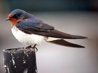 제비 Hirundo rustica | barn swallow