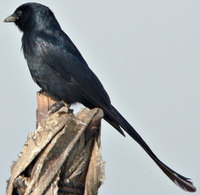 Black Drongo - Dicrurus macrocercus - PASSERIFORMES - Kotwal - Haryana