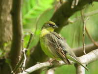 Emberiza sulphurata Japanese Yellow Bunting ノジコ