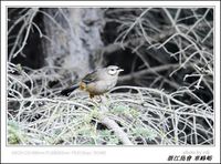 Garrulax sukatschewi Sukatschev's Laughingthrush 黑額山噪鶥 102-026