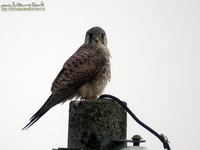 황조롱이 Common Kestrel;