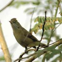 Thick-billed Warbler Acrocephalus aedon