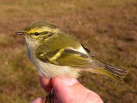 Pallas's Warbler on Foula - Tony Mainwood