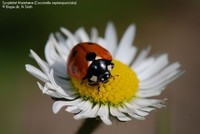 Syvplettet Mariehøne (Coccinella septempunctata) Foto/billede af