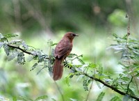 チャイロヤブチメドリ Rufous Chatterer Turdoides rubiginosus