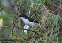 シロクロウタイチメドリ Black-backed Sibia Heterophasia melanoleuca