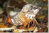 ...Image 13730, Grunt sculpin.  Grunt sculpin have evolved into its strange shape to fit within a g
