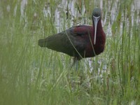 Glossy Ibis