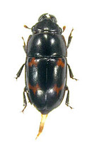 コヨツボシケシキスイ 1 ex. Librodor ipsoides
