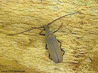 Aegosoma scabricorne