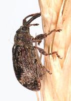 Anthonomus pomorum