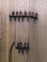 Trypodendron domesticum