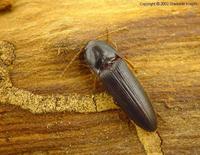 Brachygonus megerlei