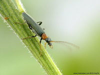 Oedemera croceicollis