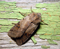 Agrochola litura - Brown-spot Pinion