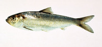 Alosa pseudoharengus, Alewife: fisheries, bait