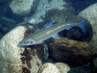 Prosopium williamsoni, Mountain whitefish: fisheries, gamefish