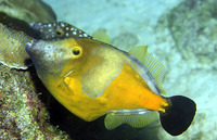 Cantherhines macrocerus, American whitespotted filefish: aquarium