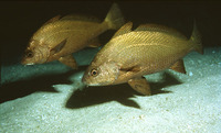 Umbrina canariensis, Canary drum: fisheries