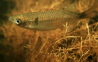Nematabramis everetti, :