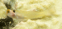 Eviota melasma, Melasma pygmy goby: