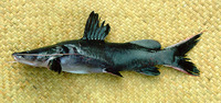 Hemibagrus wyckii, : fisheries