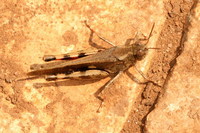 Aiolopus strepens