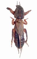 Gryllotalpa gryllotalpa - Mole Cricket