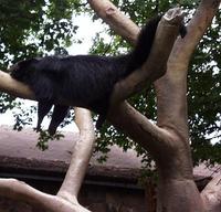 Image of: Arctictis binturong (binturong)