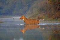 Image of: Boselaphus tragocamelus (nilgai)