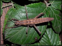 Haaniella saussurei