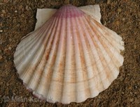 Pecten maximus - Escallop