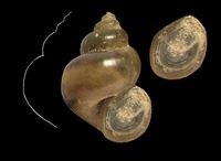 Bithynia transsilvanica