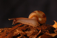 Achatina reticulata