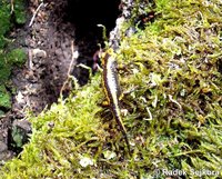 Salamandra salamandra alfredschmidti