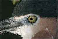Nycticorax caledonicus - Rufous Night-Heron